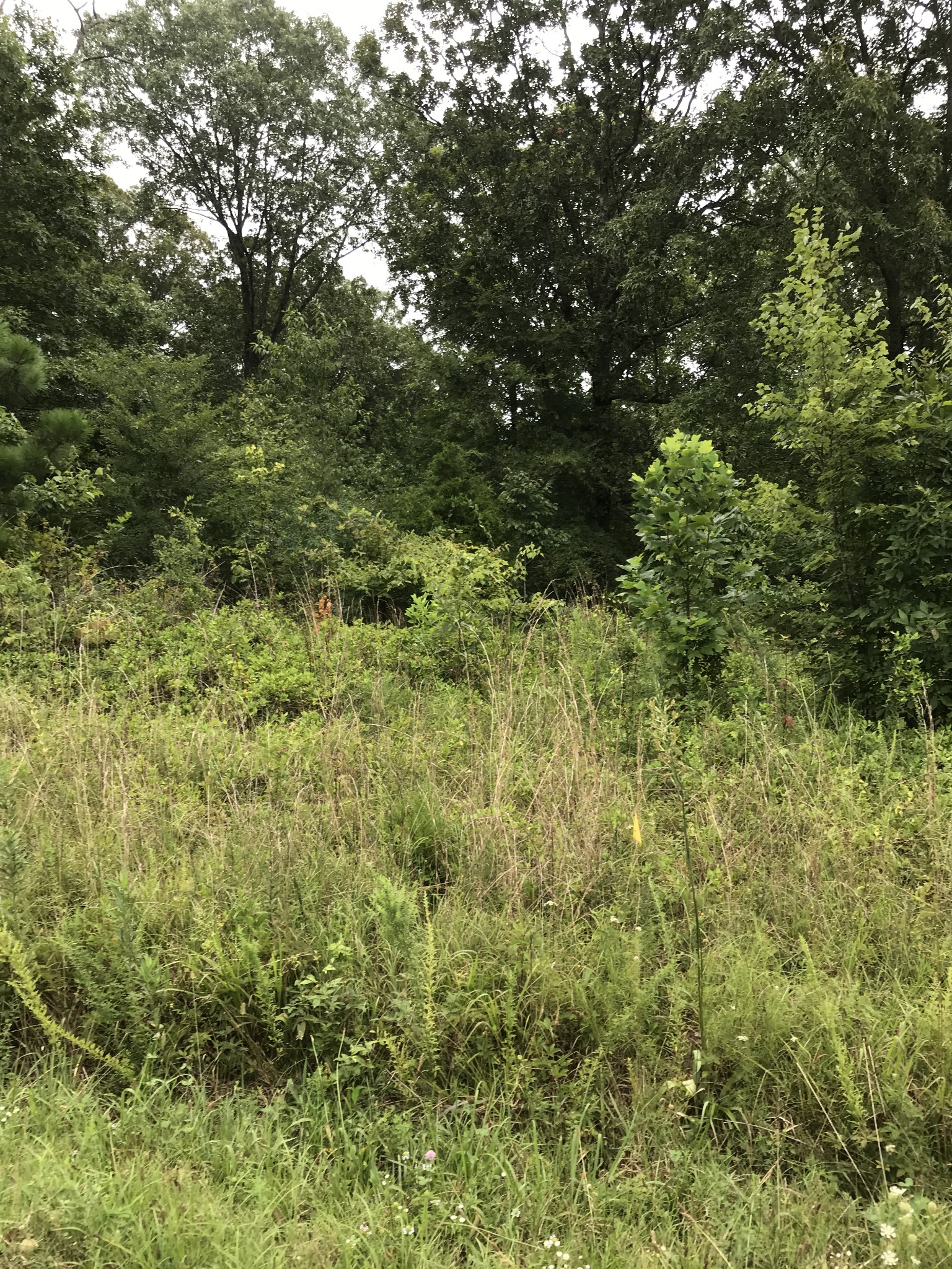 0 Bob Hollow Road Burns, TN 37029 - Photo 8 of 31 a view of a lush green forest