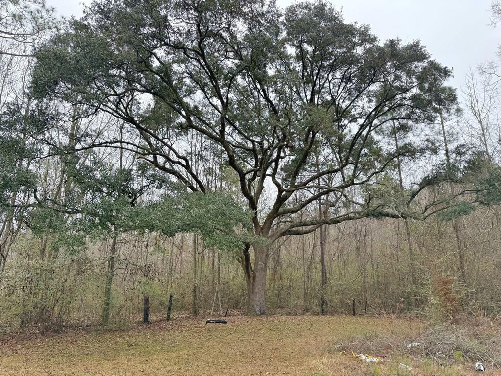 0 Freddie Whiddon Road Webb, AL 36376 - Photo 1 of 17
