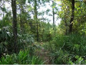 0 Laurel Oak Road Mims, FL 32754 - Photo 3 of 5 Additional Photo
