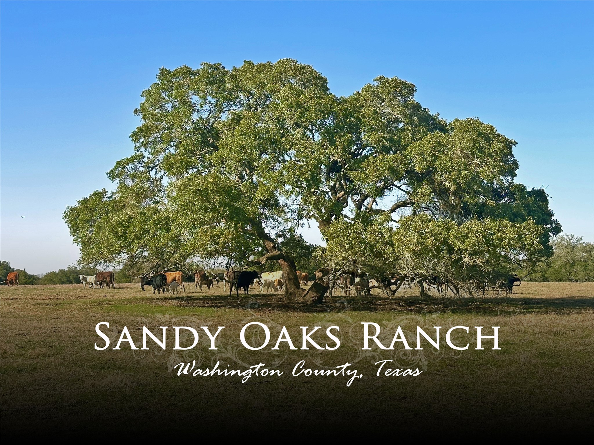 0 William Penn Washington, TX 77880 - Photo 1 of 11 a view of a sign board