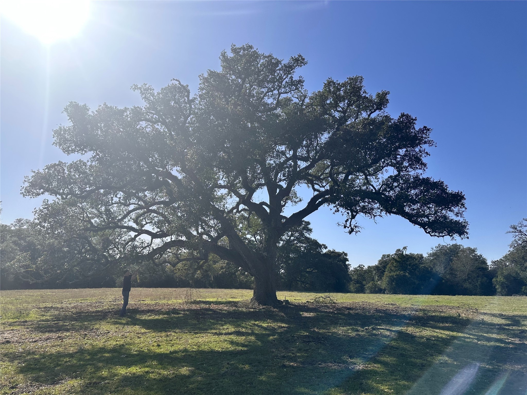 0 William Penn Washington, TX 77880 - Photo 11 of 11 a view of a big yard