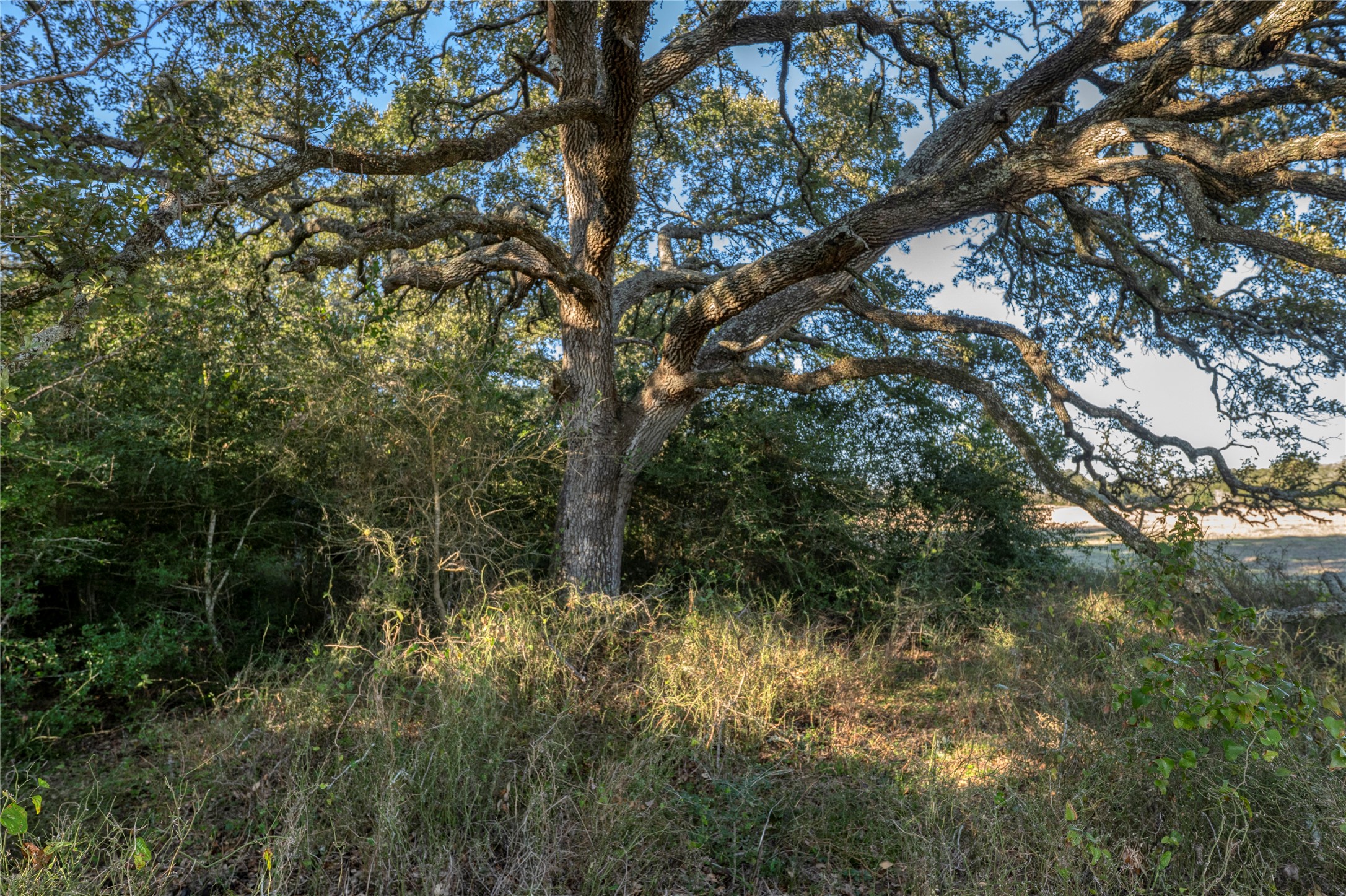 0 William Penn Washington, TX 77880 - Photo 2 of 11 a view of a trees in a forest