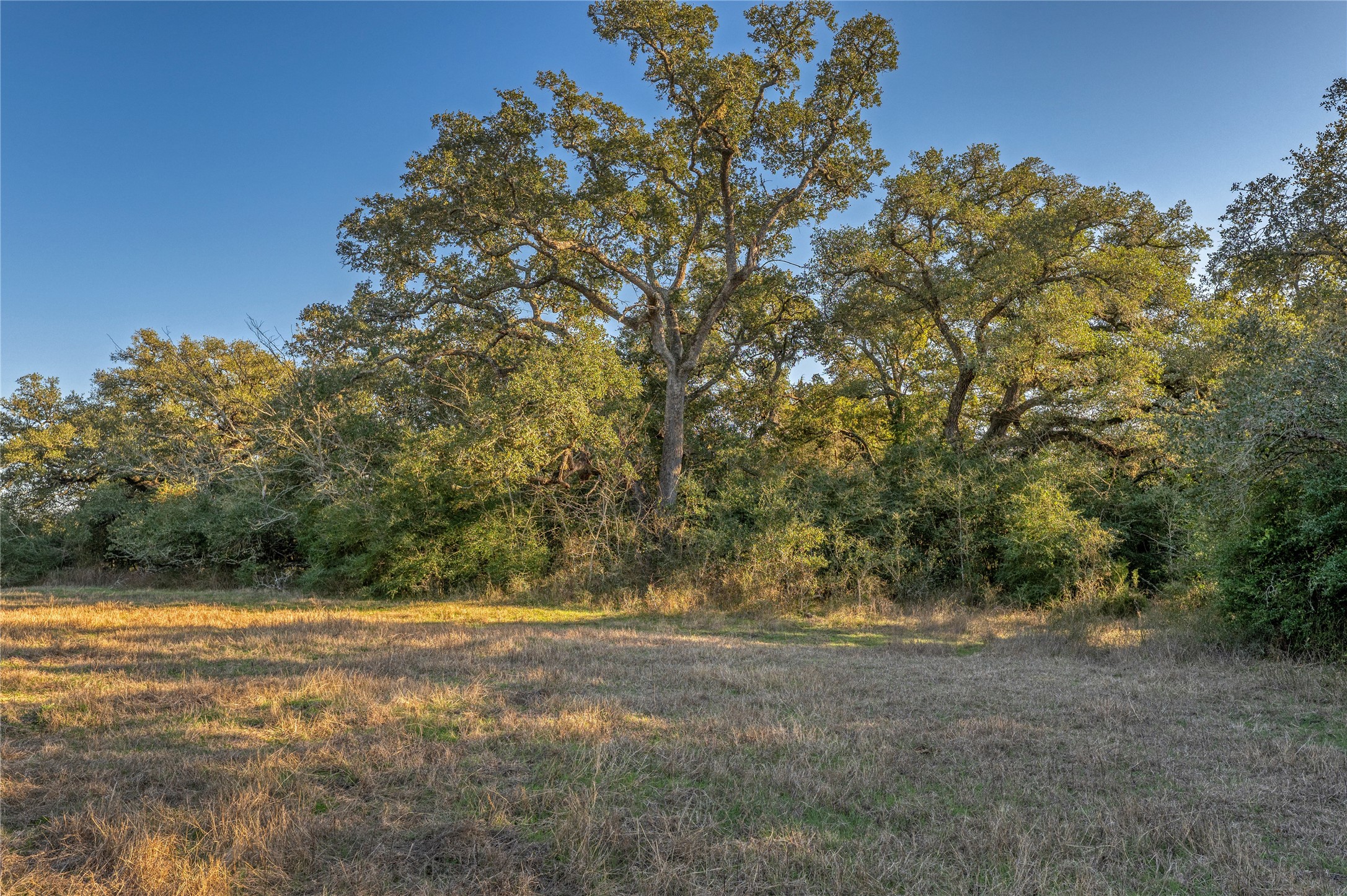0 William Penn Washington, TX 77880 - Photo 7 of 11 a view of yard with large trees
