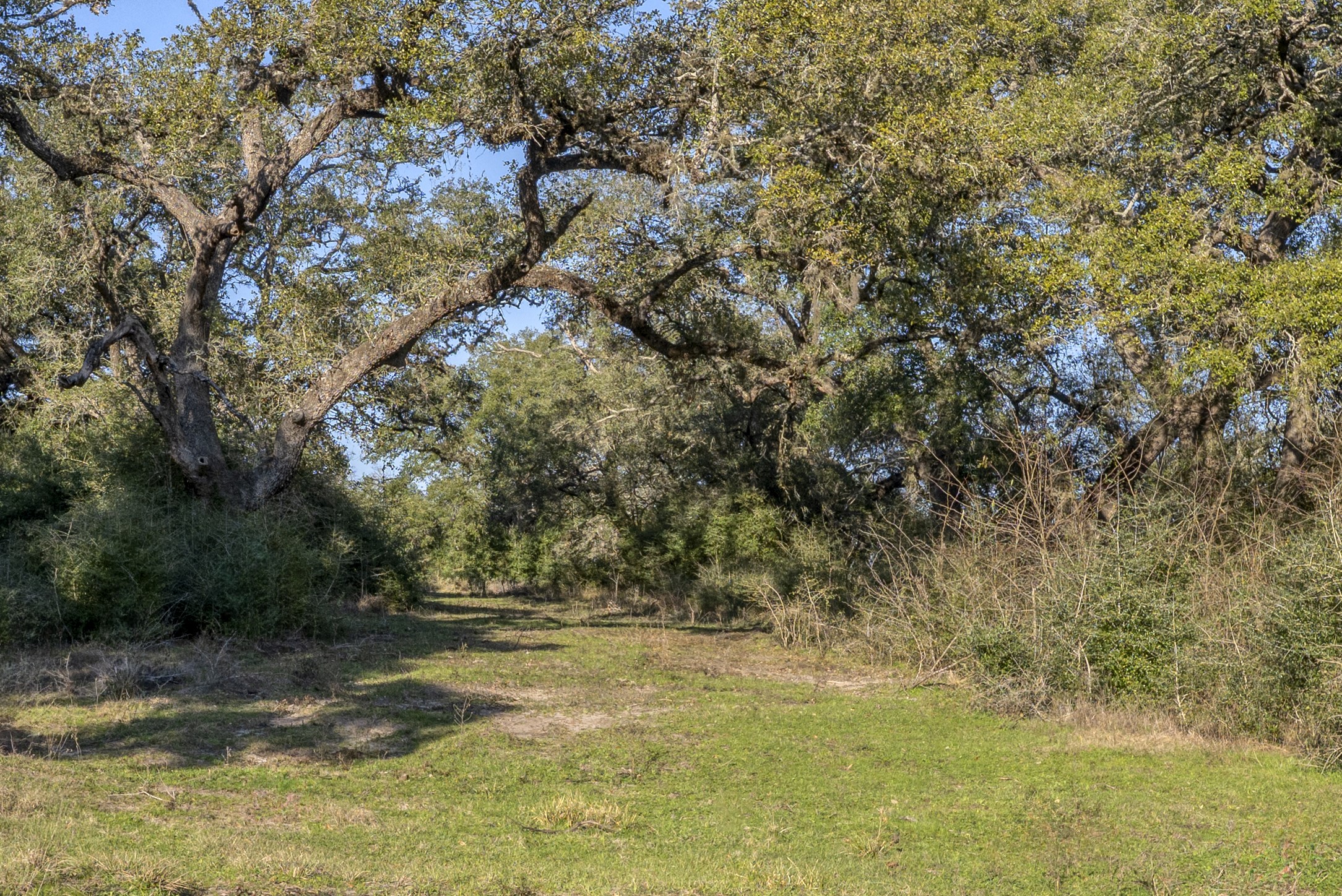 0 William Penn Washington, TX 77880 - Photo 8 of 11 a view of outdoor space with trees