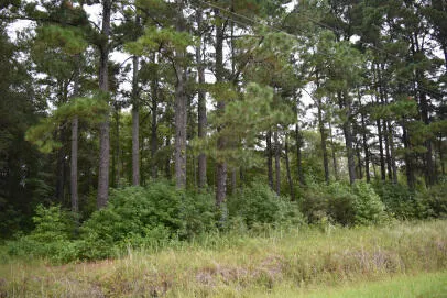 $175,000 | 1544 County Rd S-45-678, Lake City, SC 29560