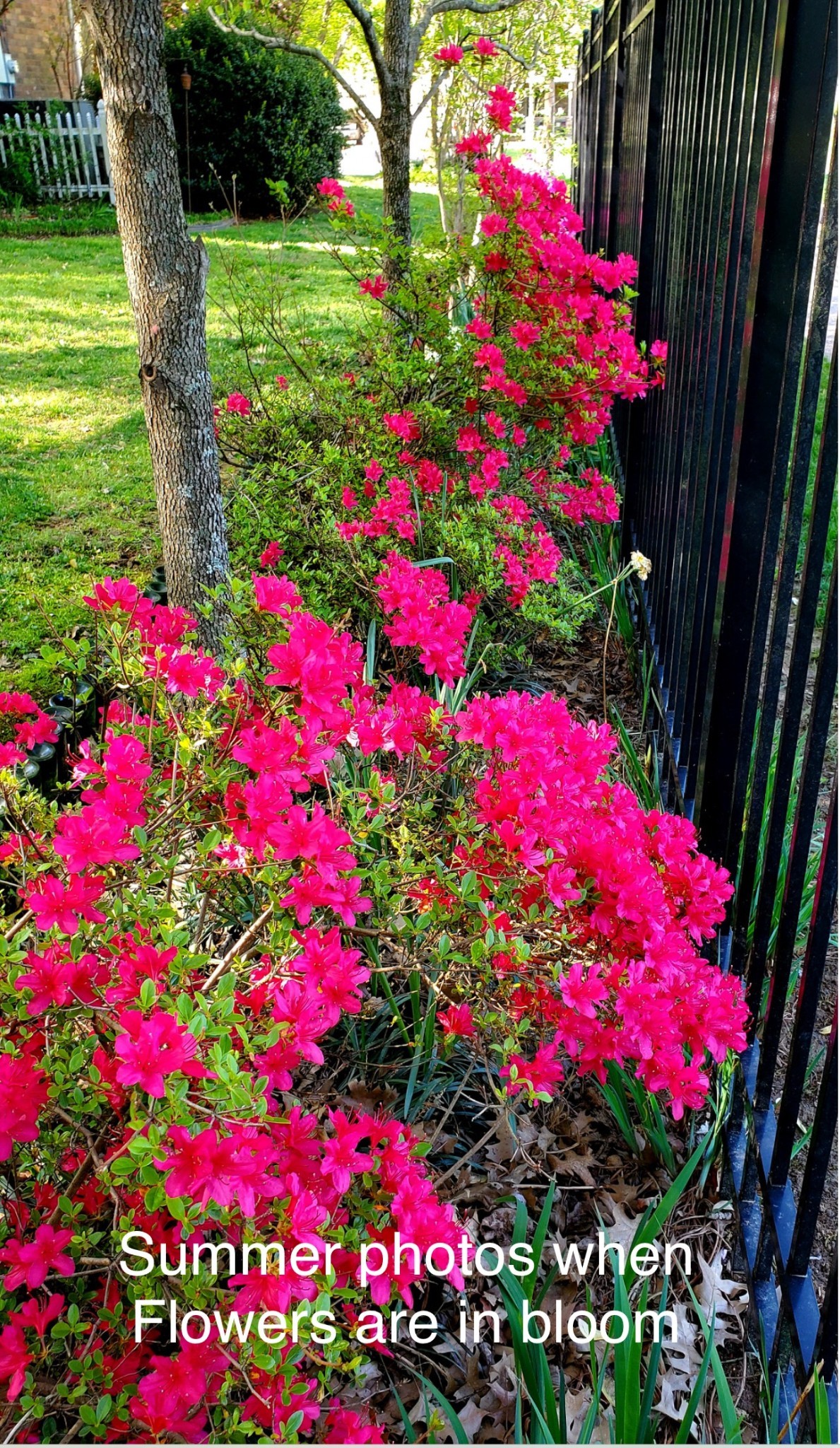 129 West Ridge Drive Hendersonville, TN 37075 - Photo 44 of 44 a view of a flower