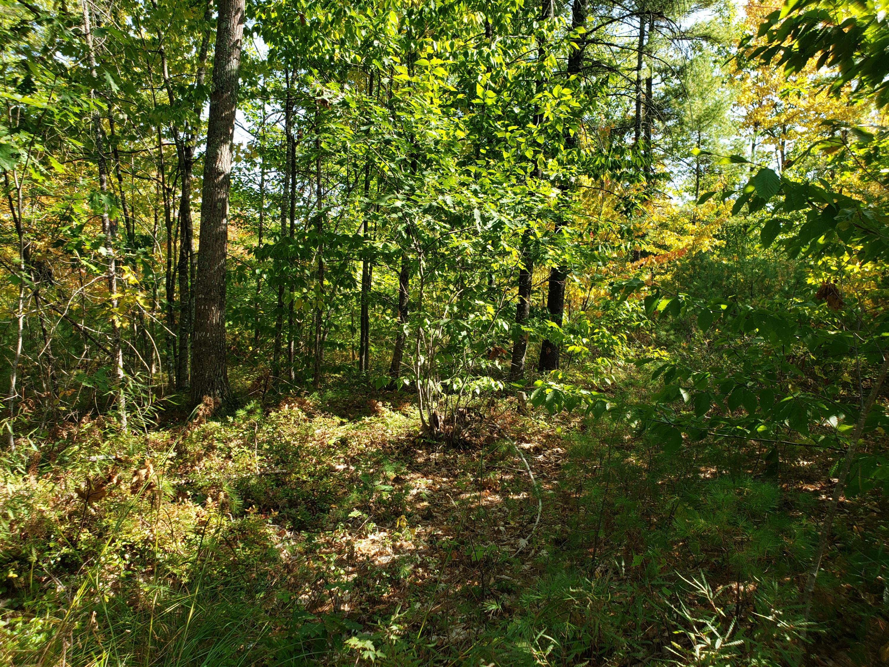 Tbd Edes Falls Road Harrison, ME 04040 - Photo 16 of 36 Inner lot