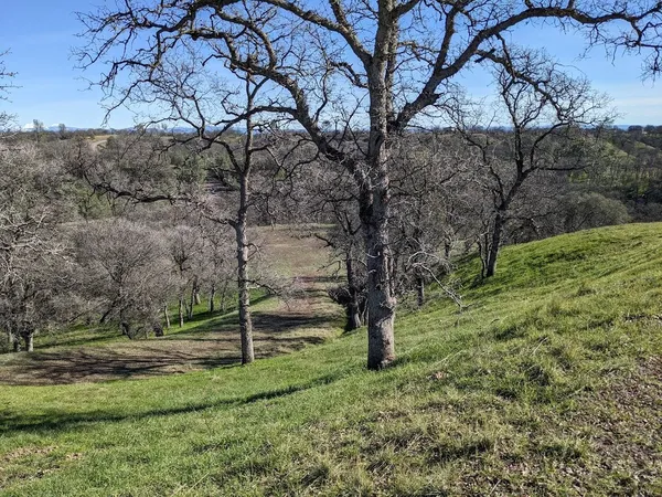 a view of a tree in a yard