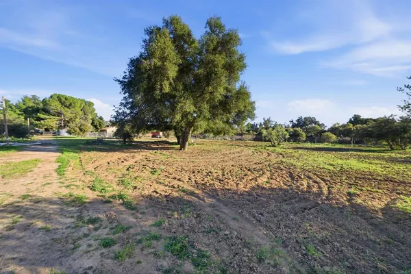 a view of a yard with plants and trees