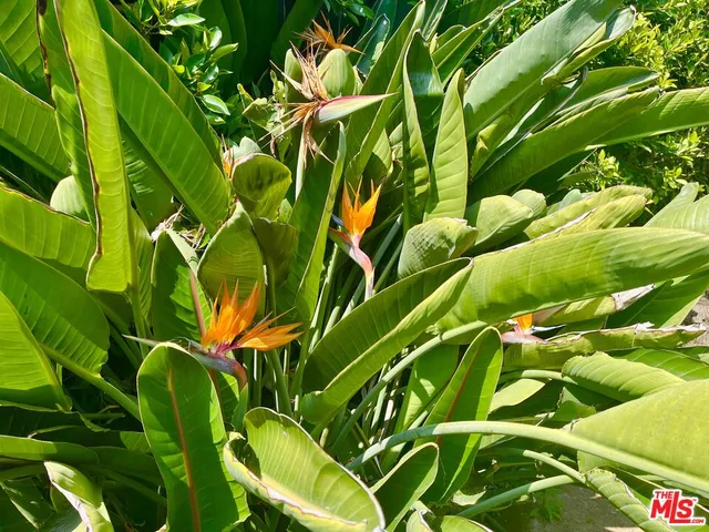 a view of a yard with plants