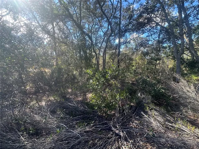 a view of a forest with lots of trees