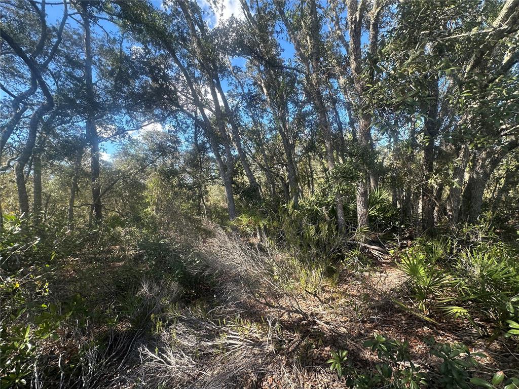 Northeast 64th Place Williston, FL 32696 - Photo 14 of 17