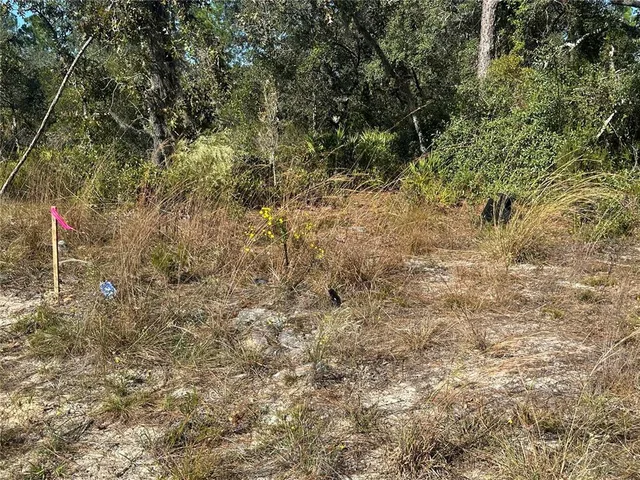 a view of a forest with a tree