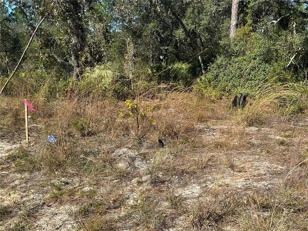 Northeast 64th Place Williston, FL 32696 - Photo 17 of 17