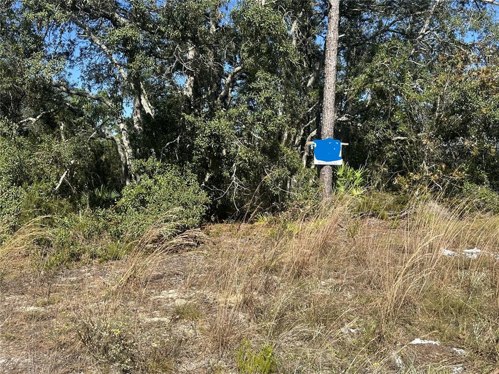 Northeast 64th Place Williston, FL 32696 - Photo 4 of 17