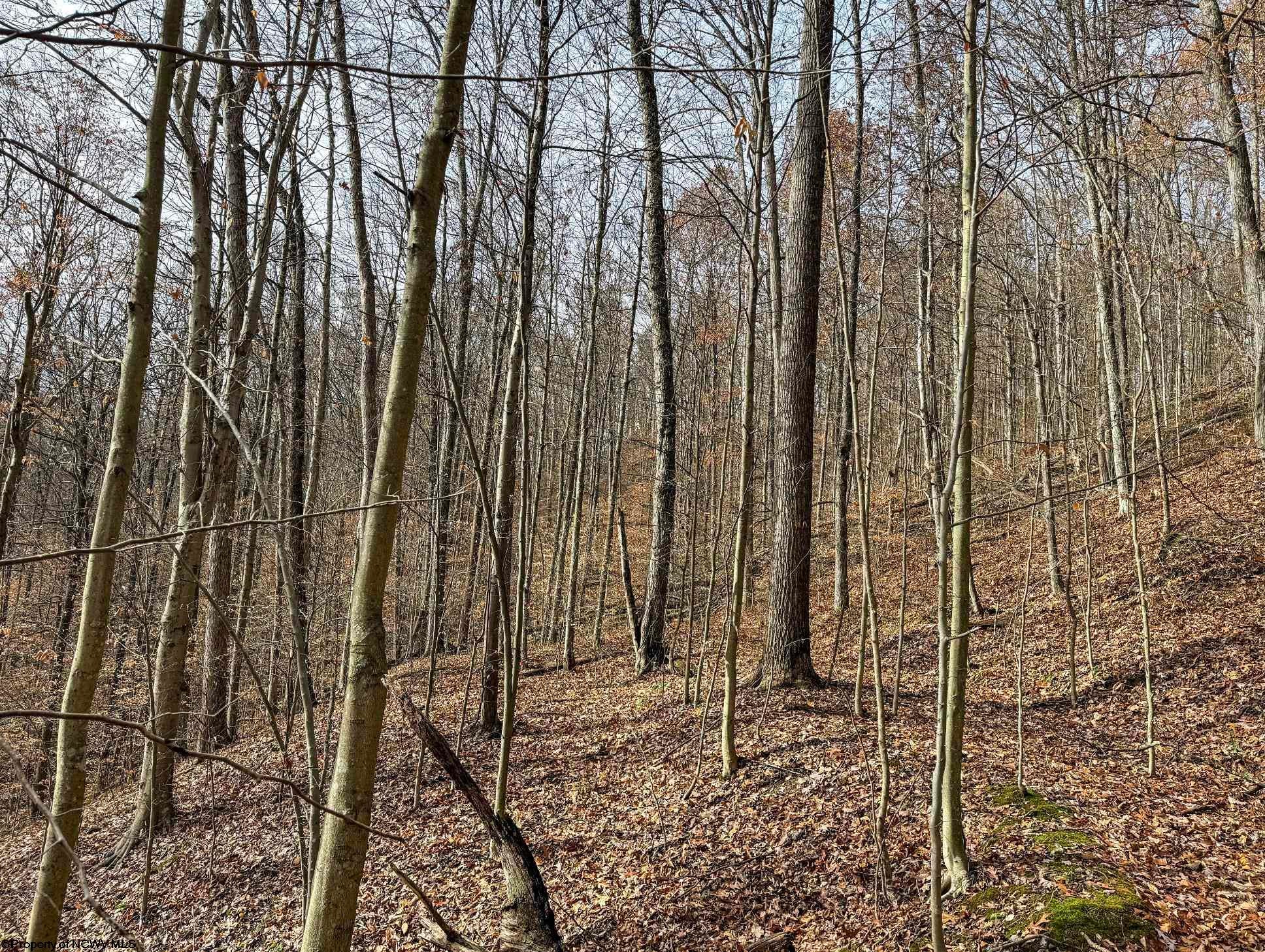 797 Big Elk Road Wallace, WV 26448 - Photo 28 of 46 Gallery Image 28