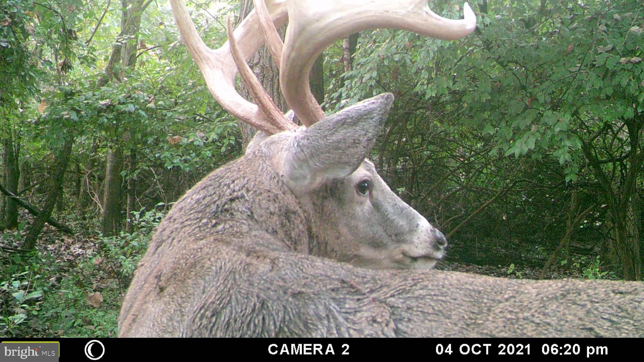 181 Fort Road Bernville, PA 19506 - Photo 41 of 43 Trail cam