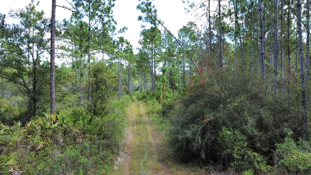 151 Al's Landing Road Eastpoint, FL 32328 - Photo 1 of 20 Gallery Image 1