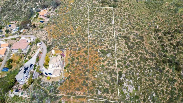 a close up of a plant