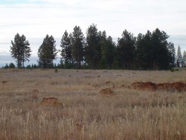 216 East Chattaroy Road Colbert, WA 99005 - Photo 1 of 8