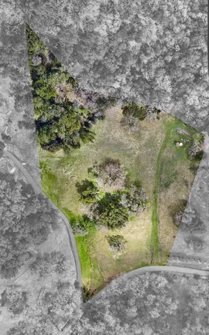 a view of a garden with a tree