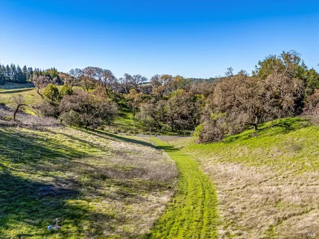 a view of a yard with a tree