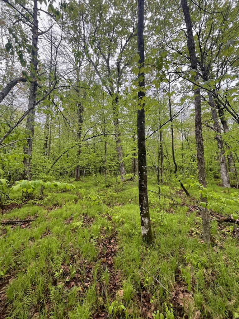 Lot 2 Delap Lane Couderay, WI 54828 - Photo 5 of 14