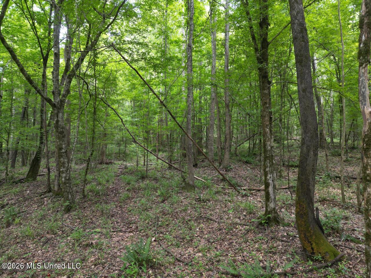 23 Pheasant Road Roxie, MS 39661 - Photo 10 of 31 DJI_0462 Large
