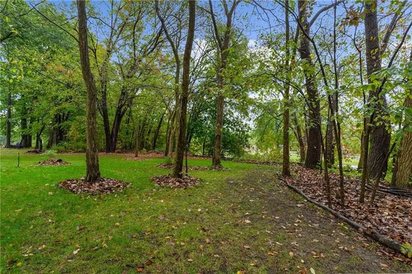 a view of a tree in the middle of a forest