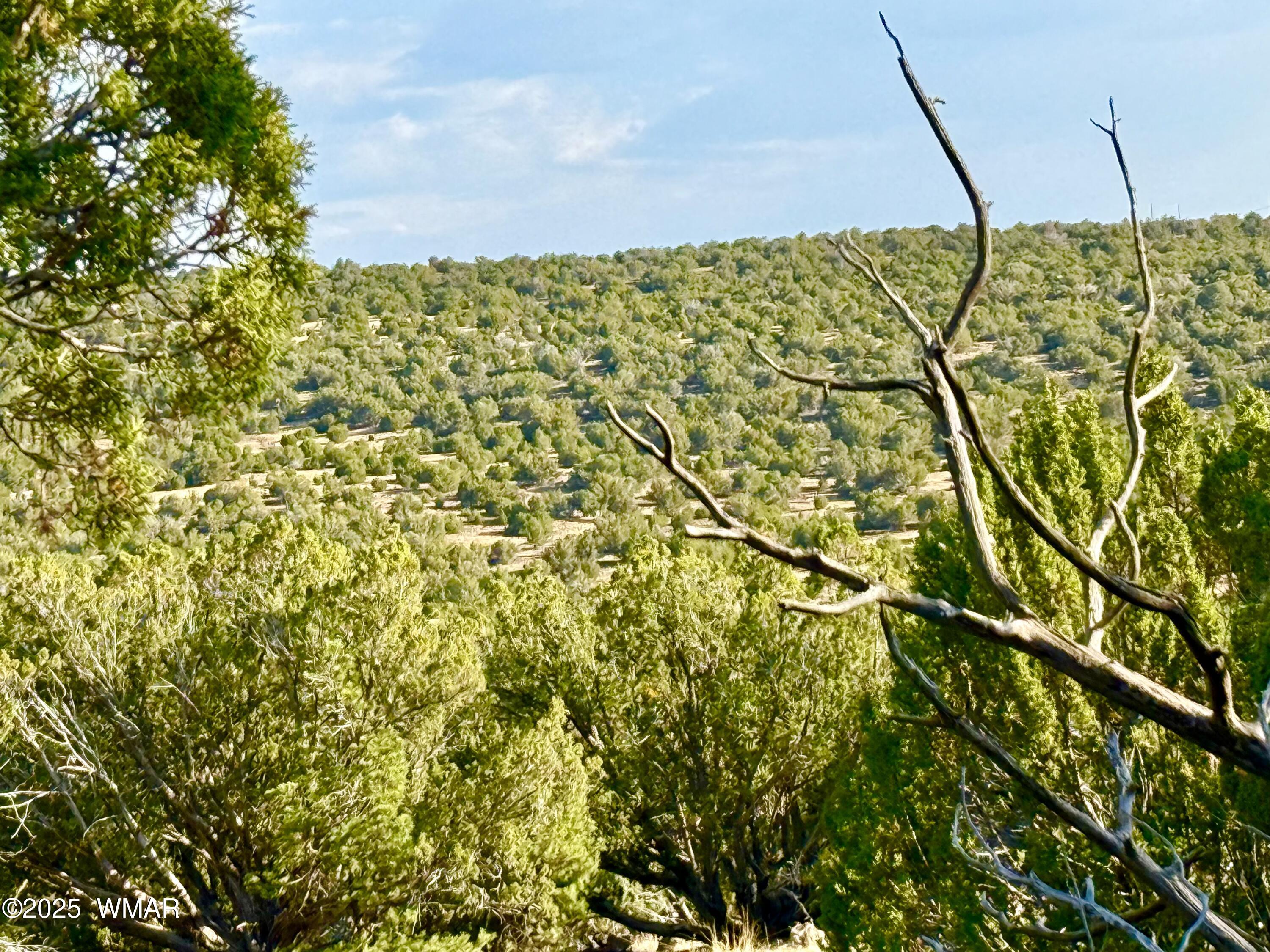 37 Co Road Concho, AZ 85924 - Photo 26 of 41 IMG_1030