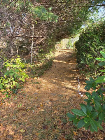 a view of a yard with a tree