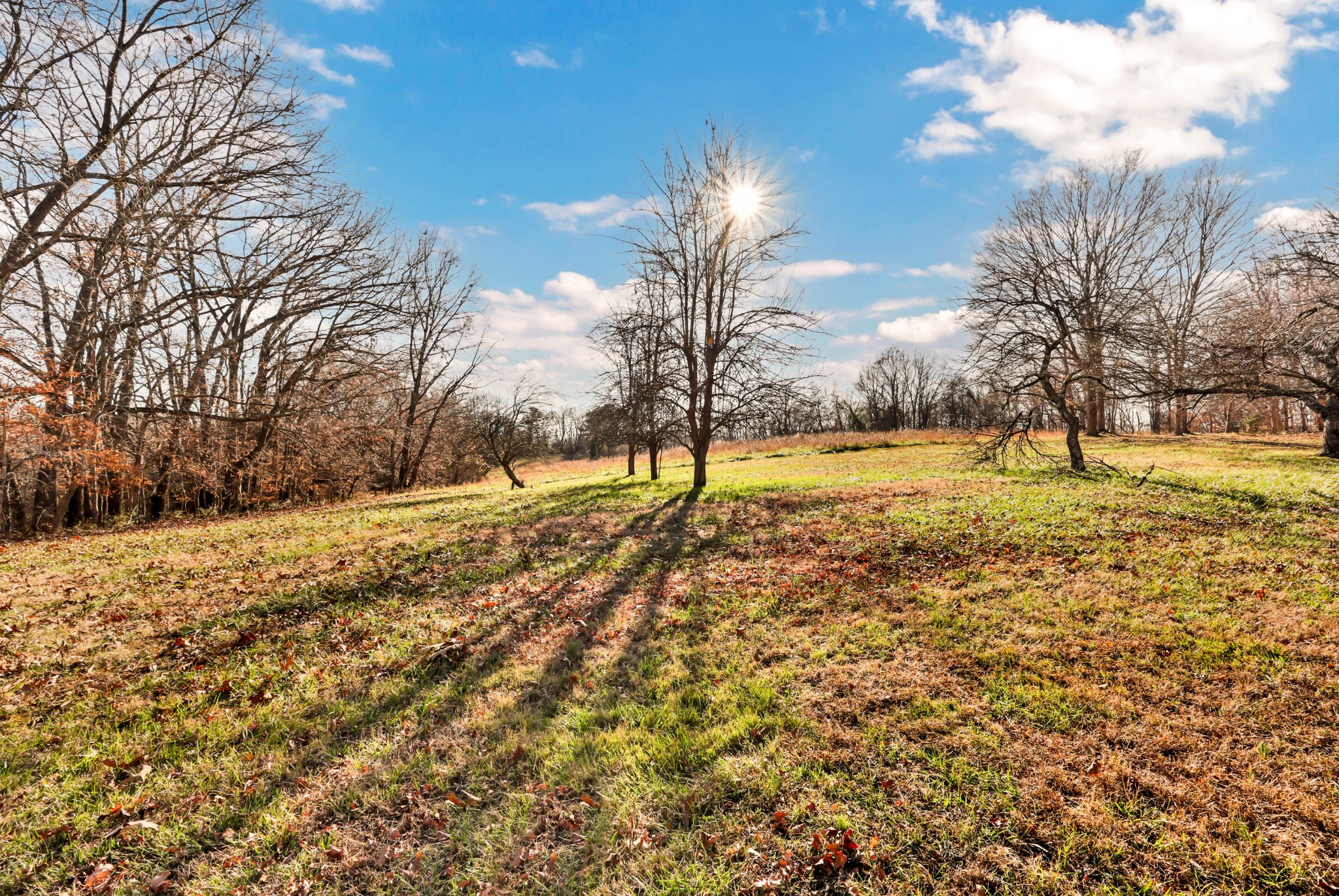 780 Rossview Road Clarksville, TN 37043 - Photo 37 of 40 a view of yard with trees