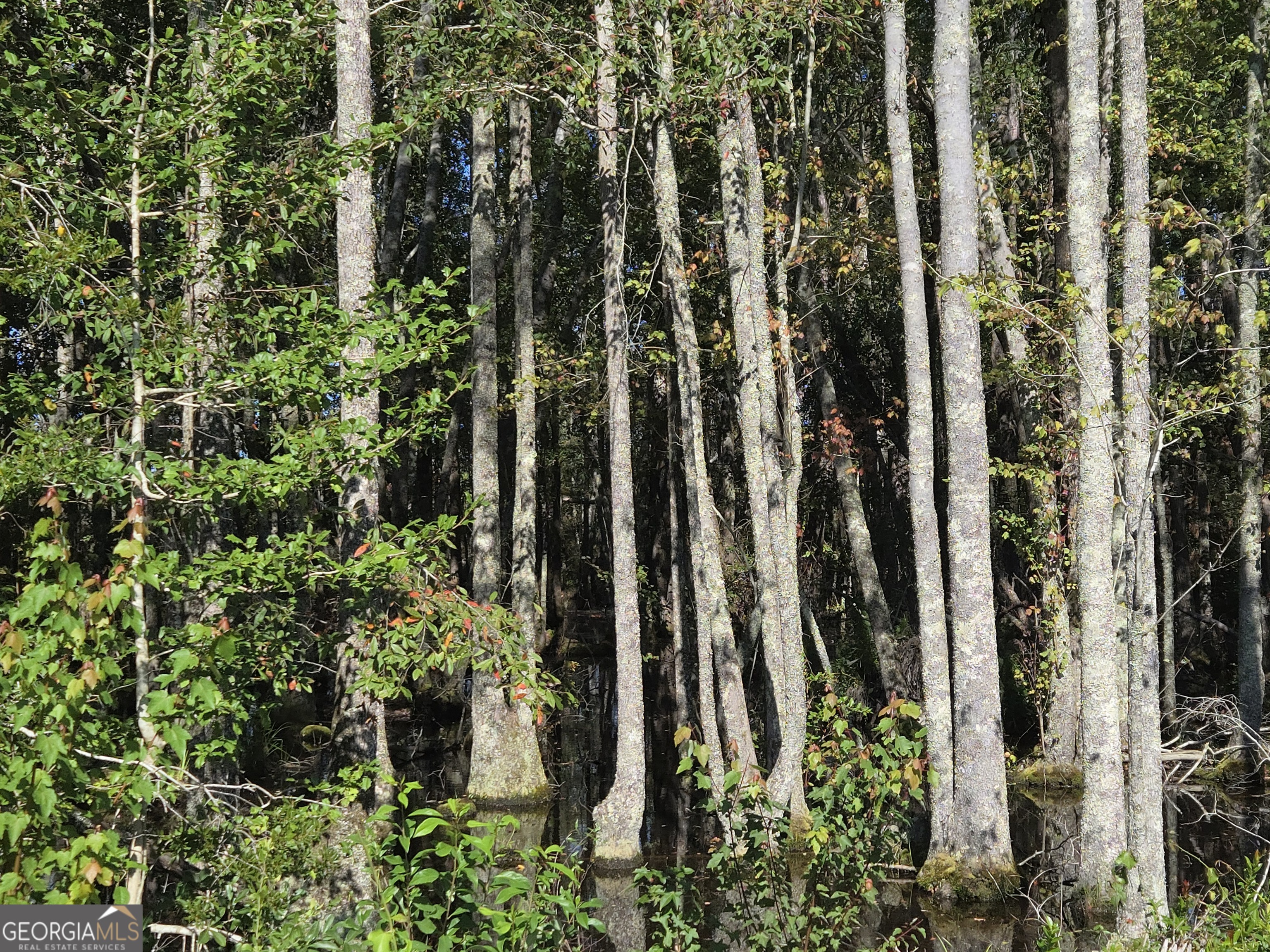 0 Alton Lawson Road Adrian, GA 31002 - Photo 4 of 11