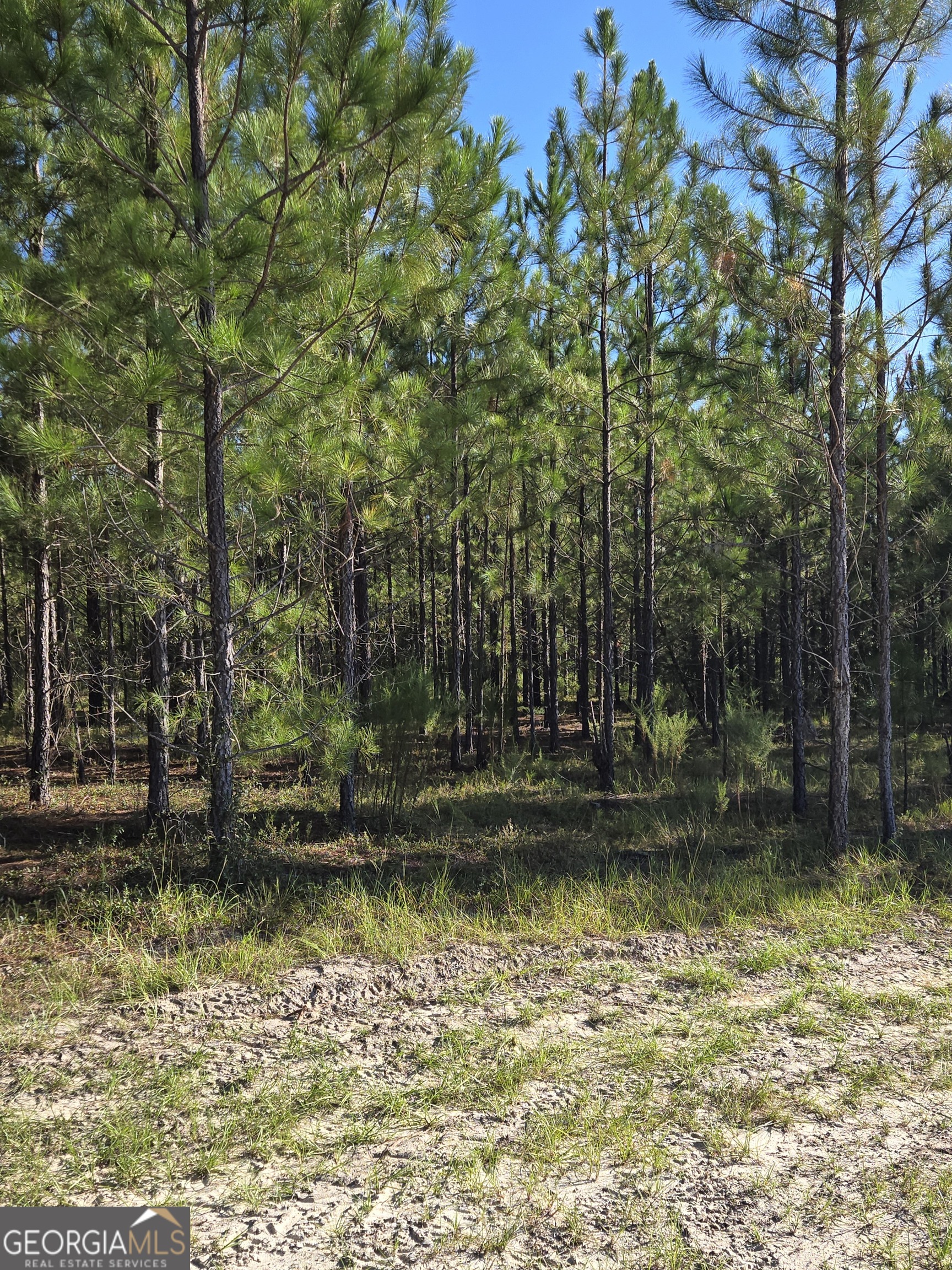 0 Alton Lawson Road Adrian, GA 31002 - Photo 5 of 11