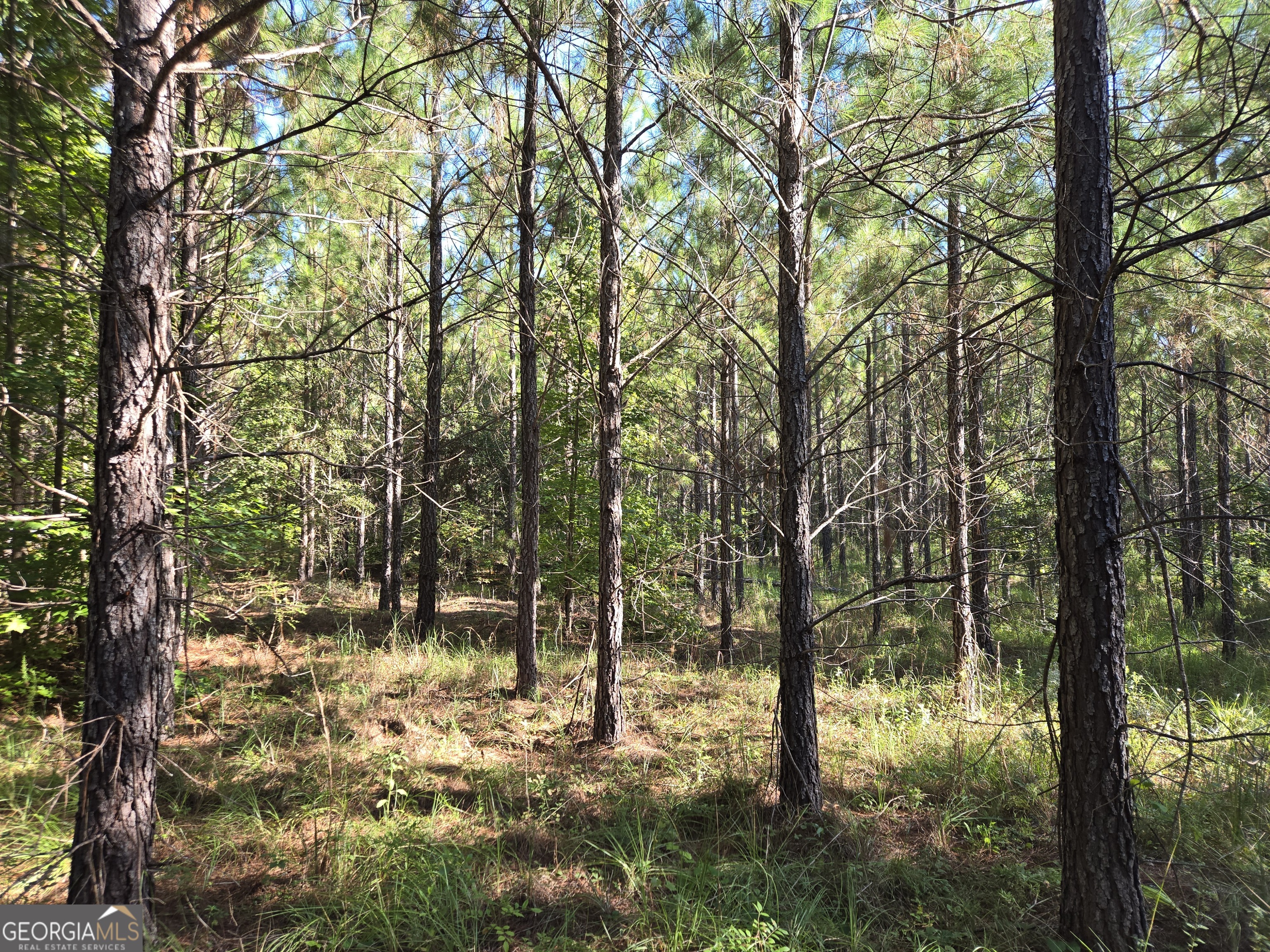0 Alton Lawson Road Adrian, GA 31002 - Photo 7 of 11