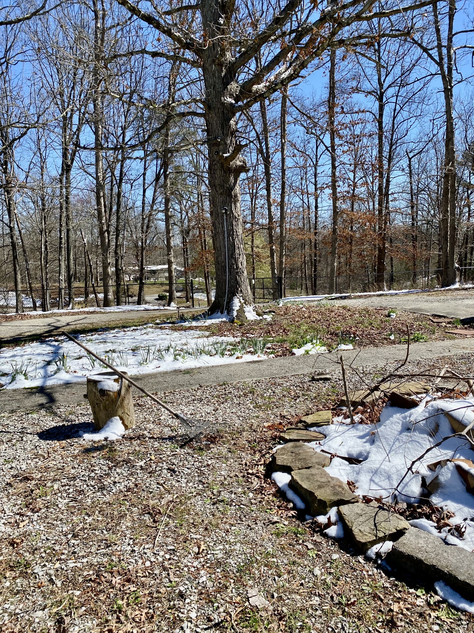164 Rattlesnake Road McMinnville, TN 37110 - Photo 44 of 45 a view of a yard with a tree