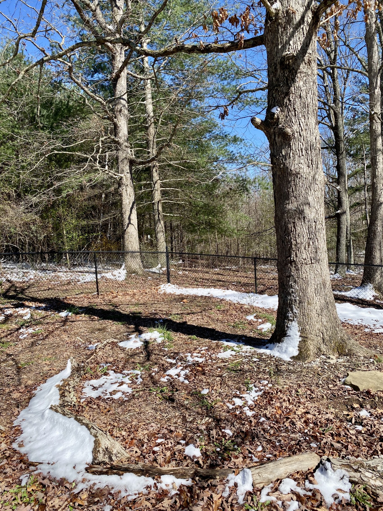 164 Rattlesnake Road McMinnville, TN 37110 - Photo 45 of 45 a view of a tree with back yard
