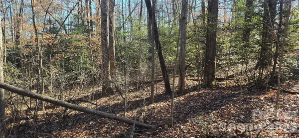 a view of a forest with trees