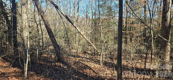 a view of a yard with trees