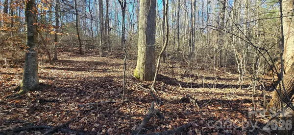 a view of a yard with plants and large trees