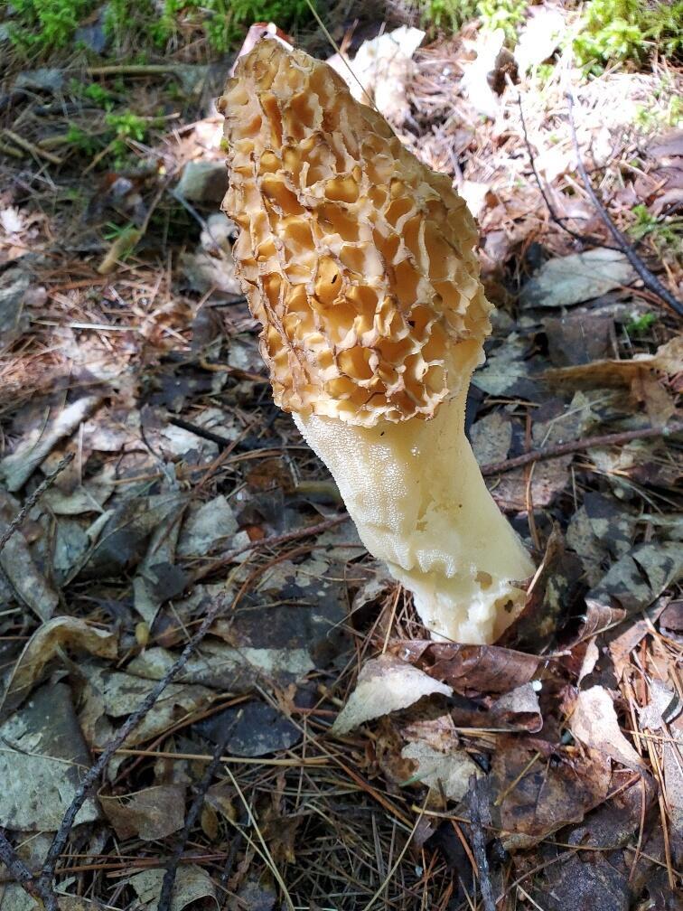 92 Huff Road Cornville, ME 04976 - Photo 108 of 121 a morel ?