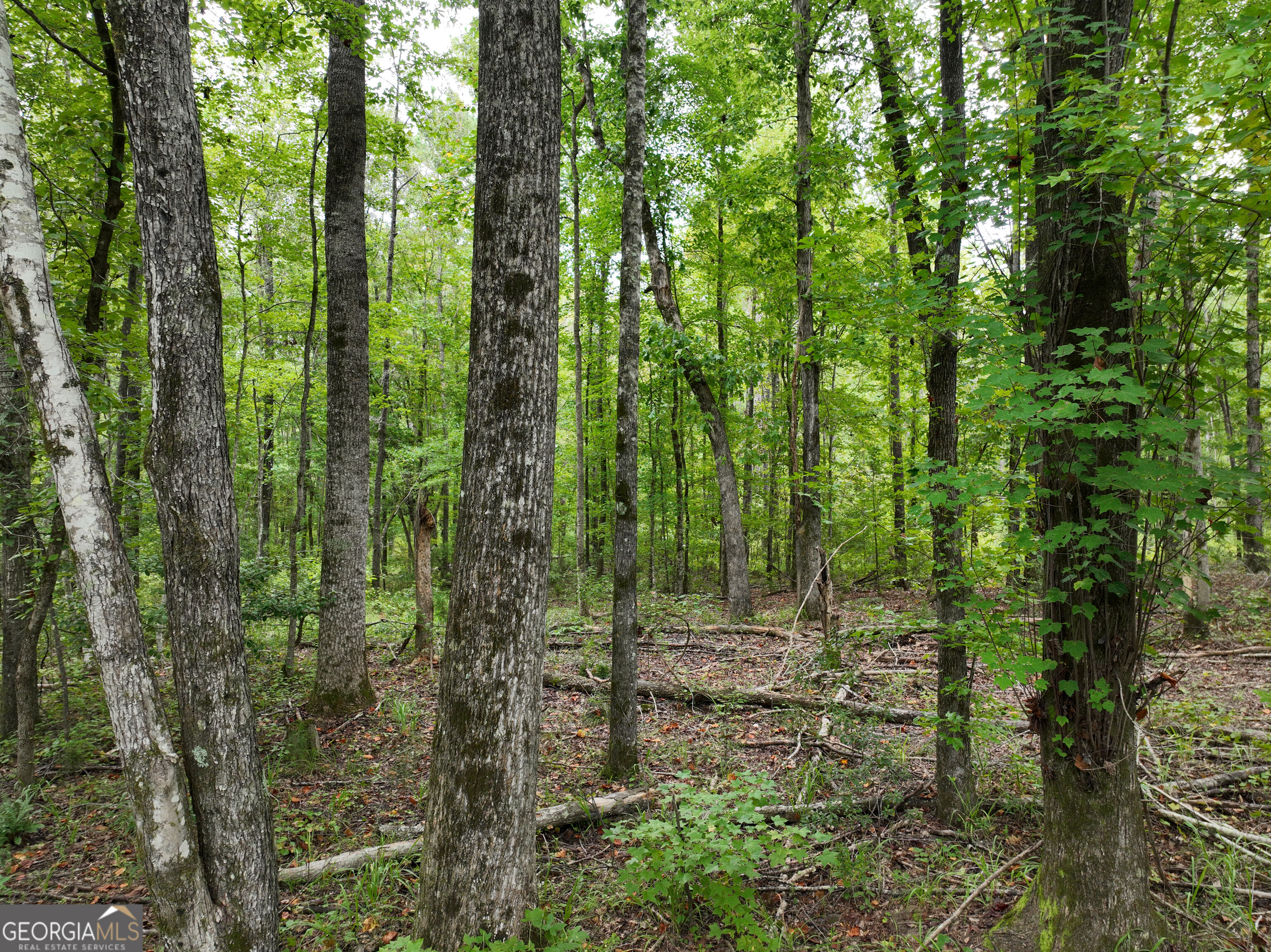 0 Buckrun Road Talbotton, GA 31827 - Photo 9 of 20 Gallery Image 9