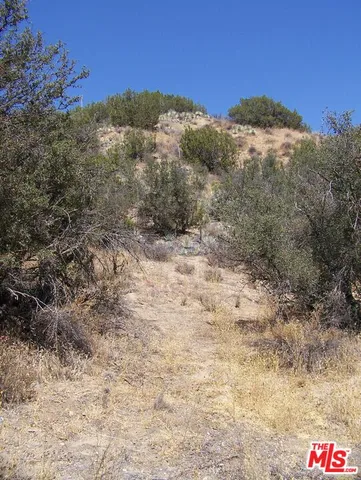 a view of a yard covered with trees