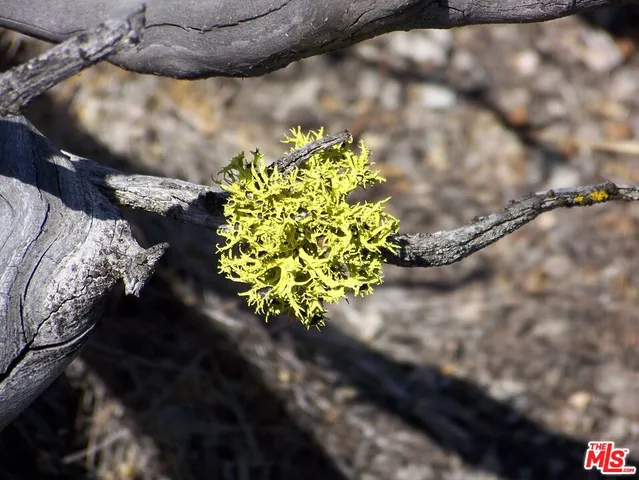 a view of bushes and trees
