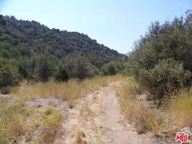 a view of a forest with trees in the background