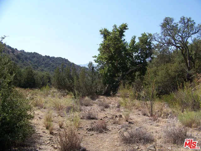 a view of a yard with large trees