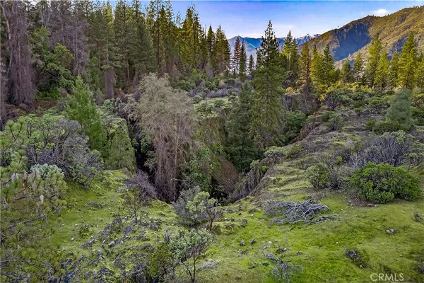 a view of a lush green forest with lots of trees