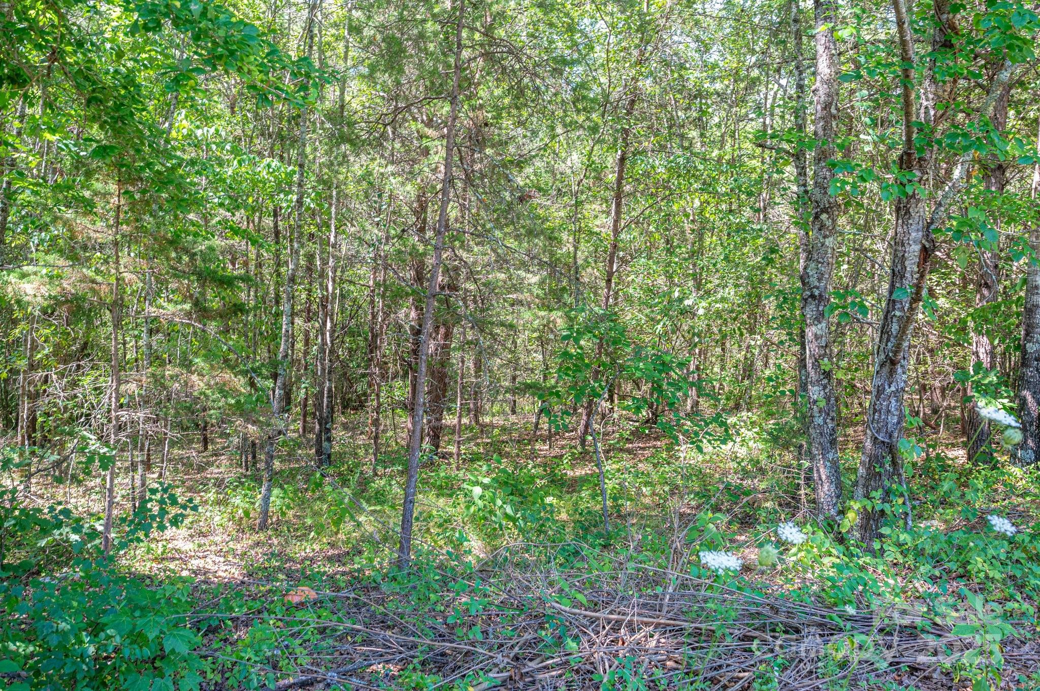 Lot # Meadow Crossing Drive Rutherfordton, NC 28139 - Photo 1 of 14 a view of forest