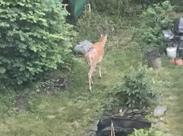 $1,000 | 21 Conway Street, Unit 2, Boston, MA 02131