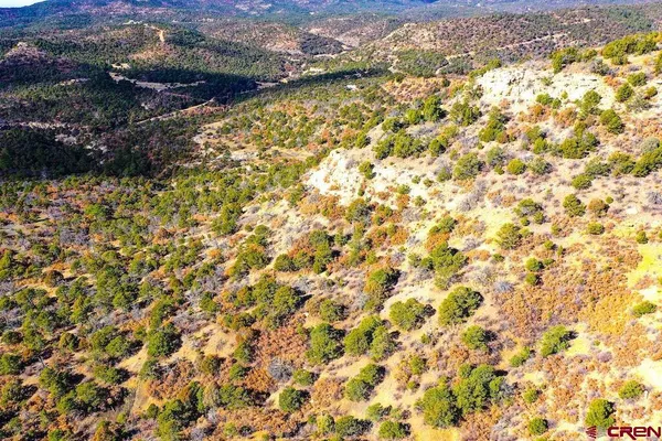 a view of a forest with mountains in the background
